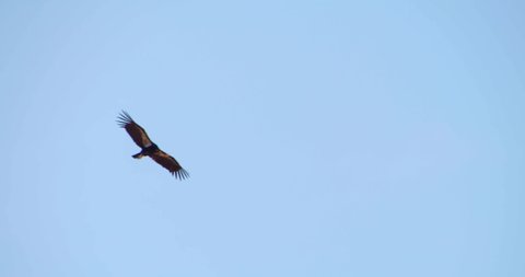 Slow Motion, California Condor Flying Above Trees, Day Sunny Sky