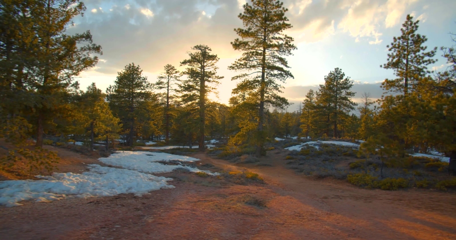 Sun Coming Through the Trees in National Forest, Sunset