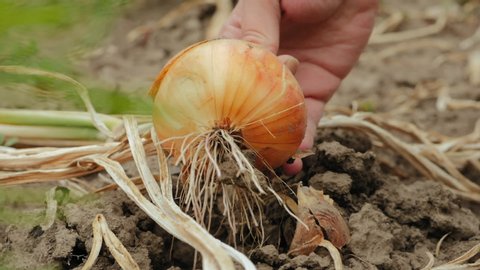 Female farmer hands pulling out headed onion from the dry ground in slow motion. Closeup of woman's hand harvesting organic produce in vegetable garden