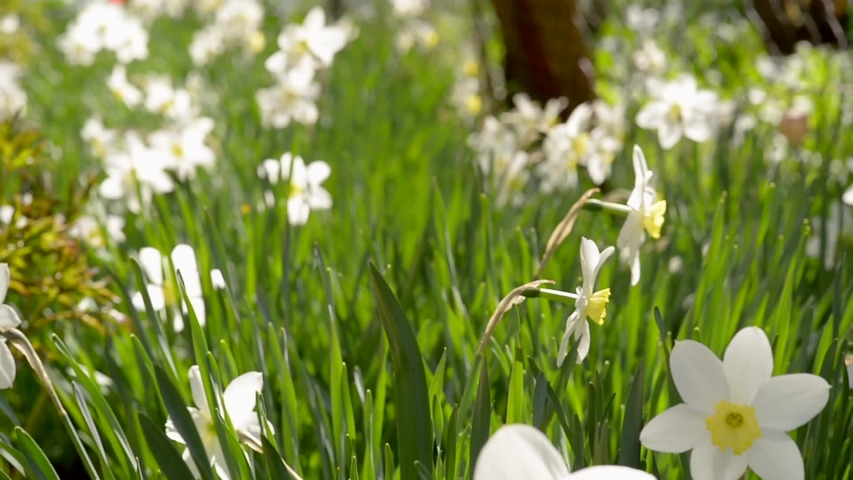 Daffodils swing in the breeze, camera panorama, sunlight bright colors.