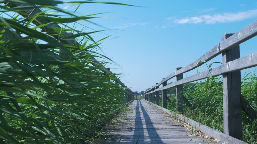 View of footbridge path near the birdwatching tower at lake Liepaja reed field in sunny summer day with scenic clouds, low angle wide shot