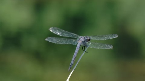 Slaty Skimmer Dragonfly, Libellula incesta, lands on a rush stem at yates mill pond in Raleigh, North Carolina