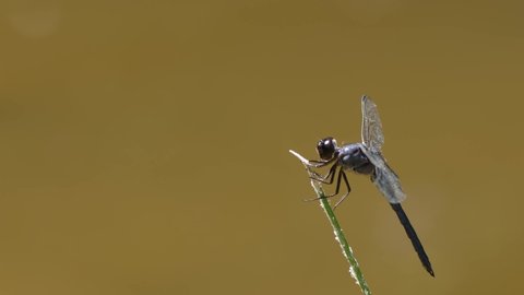 Slaty Skimmer Dragonfly, Libellula incesta, lands on a rush stem at yates mill pond in Raleigh, North Carolina