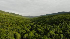 Drone's Eye View - 4K aerial top view of summer green trees in forest background, Caucasus, Russia.