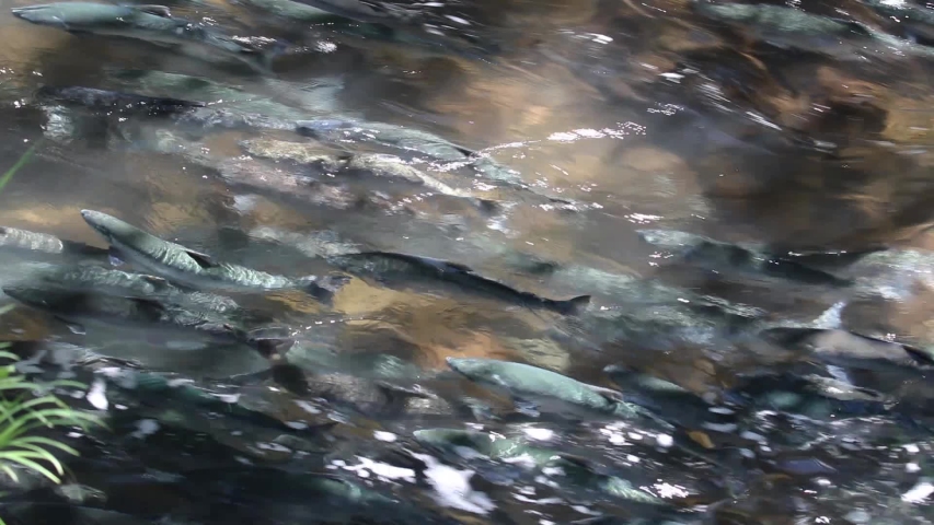Above water view of Sockeye (Red) Salmon in dappled light swimming upstream a creek to spawn at Bear Lake near Seward, Alaska