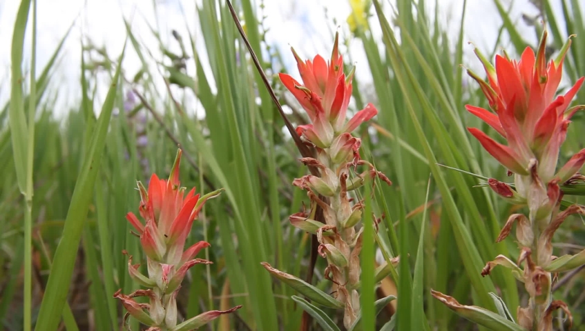 Orange Paintbrush Wildflowers in a Meadow in Colorado
