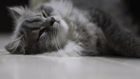 4k video cute persian cat in vacation time is sleep and felling relax.