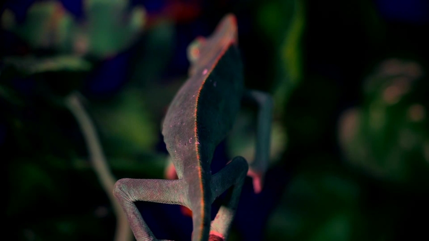 Close up of a purple chameleon crawling around on branches and green grass looking around with its eyes looking for food, back view - Powered by Shutterstock - Get 15% off with code: PIKWIZARD15