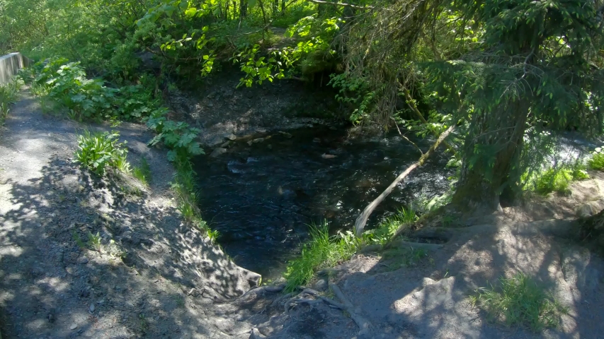 Above water view of Bear Creek surrounded by foliage and a shoal of Sockeye (Red) Salmon swimming upstream to spawn at Bear Lake near Seward, Alaska