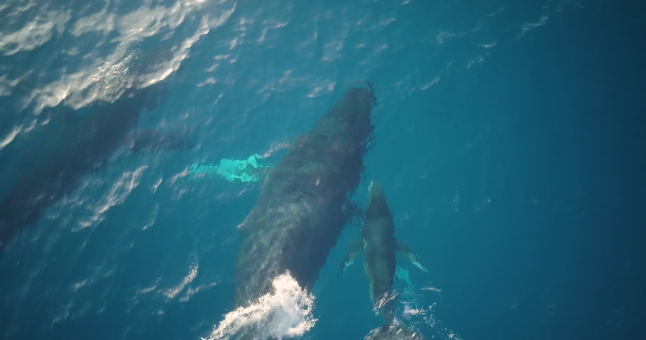 Playful baby humpback whale with mother and father, Aerial Top Shot Royalty-Free Stock Footage #1032513437