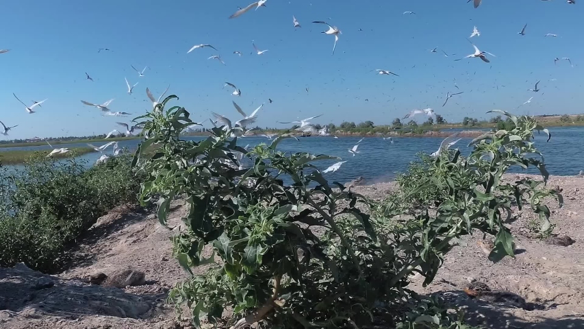 Sandwich tern (Thalasseus sandvicensis). Young birds in a large colony of terns on a sandy island, the noise and cries of flying birds, Tiligul estuary. Birds of Ukraine
