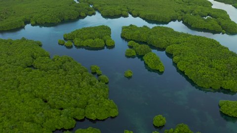 Flooded amazonian rainforest in Negro River, Amazonas, Brazil