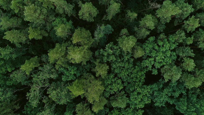 Flying over tree tops. Green forest aerial view. Wildlife nature scenery | Shutterstock HD Video #1032517310