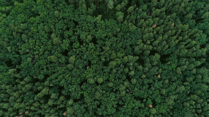 Forest aerial view. Green pine and spruce flyover. Lush trees plantation. Royalty-Free Stock Footage #1032517313