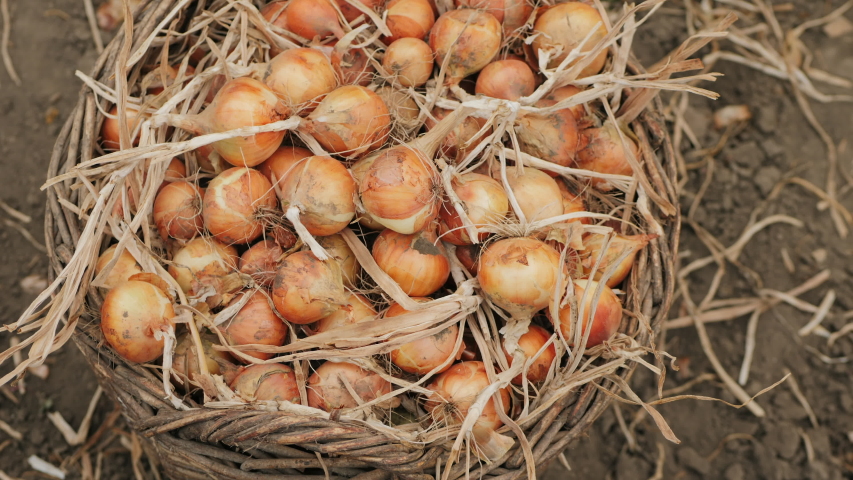 Top view: Farmer harvesting onions in a vegetable garden. Women