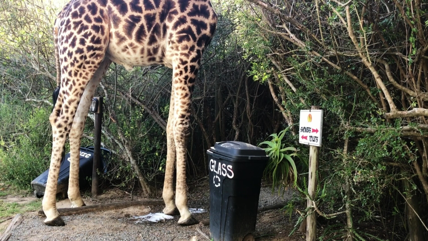 Close-up of an African Giraffe having a pee on safari in a South African conservation area
