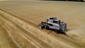 Aerial view grey harvester gathers ripe dry wheat in agricultural field on hot summer day. Drone shoots video of reap grain crops