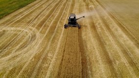 Aerial view agricultural combine in field while harvesting dry wheat. Drone shoots video of reap grain crops