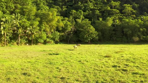 Tropical countryside with green forest, field and buffalo. Carabao bull in sunny landscape. Asian rural land and agriculture in Siargao, Philippines.