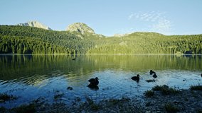 Walking along the shore of a tranquil mountain lake with a flock of ducks swimming off the shoreline and reflections of the surrounding forests