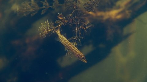 Little pike fish (Esox lucius) swims in the lake