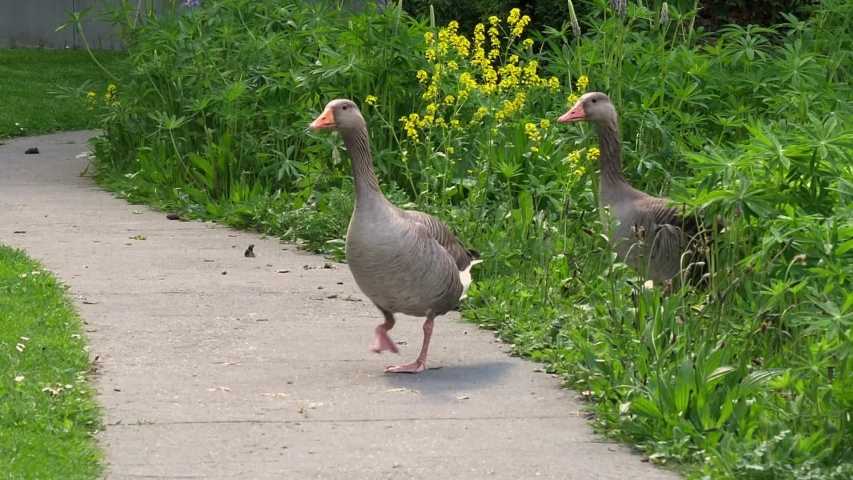 Two geese crossing a path in a park. SLOW MOTION.