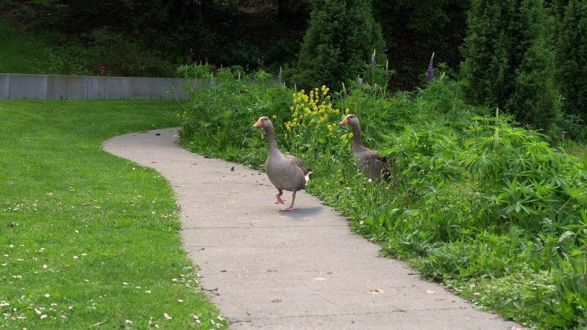 Two geese crossing a park trail. SLOW MOTION.