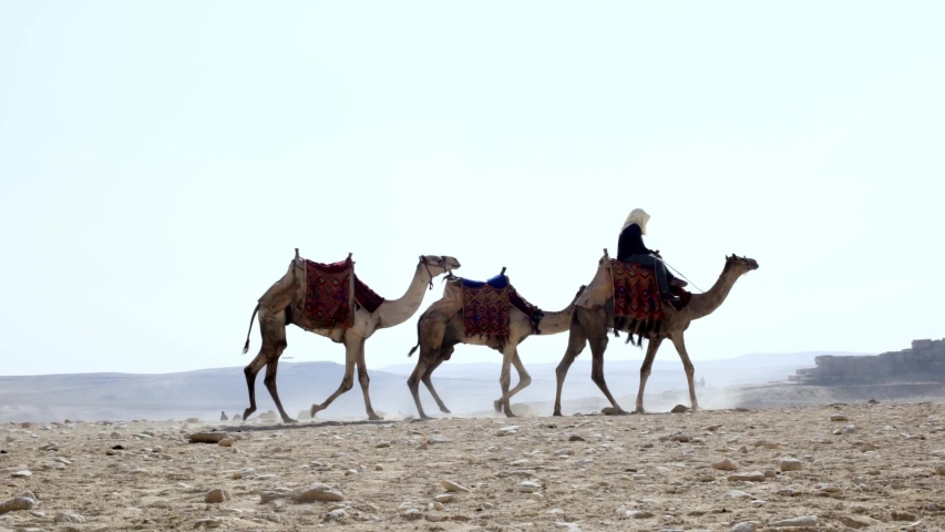 Camels Walking Desert Stock Footage Video (100% Royalty-free 