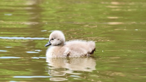 Baby swans swimming in the lake, cute fluffy cygnets floating on the water, looking for food and cleaning itself, 4k footage, slow motion.