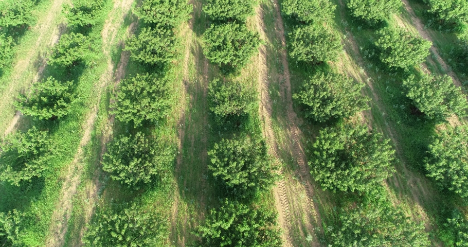 Aerial flight over a peach orchard in the Hill Country part of Texas.