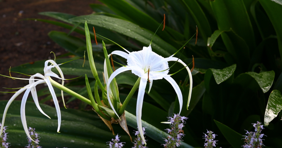 Alligator Lily(Hymenocallis palmeri) flower in a garden.
