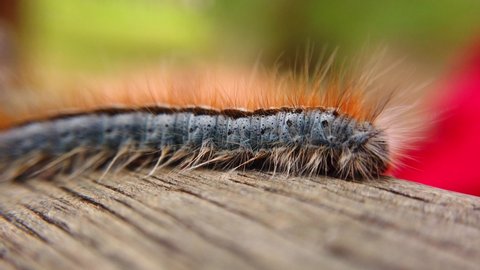 Extreme macro close up and extreme slow motion of a Western Tent Caterpillar as it walks along a piece of wood.