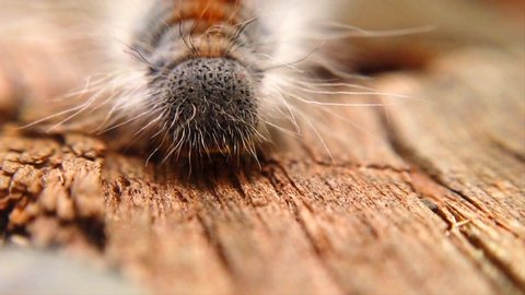 Extreme macro close up and extreme slow motion of a Western Tent Caterpillar’s head walking towards camera and walking over a nail on a board.