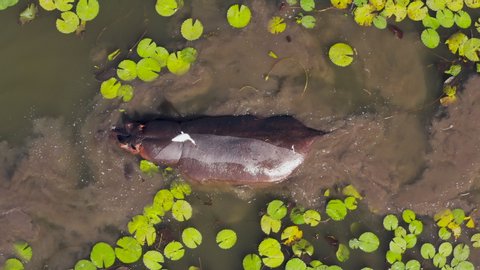 Aerial zoom in view of a hippopotamus or hippo walking in a river amongst the water lilies, Zimbabwe