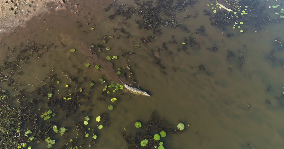 Aerial view of a large crocodile swimming amongst water lilies in a river,  Zimbabwe | Shutterstock HD Video #1032556037