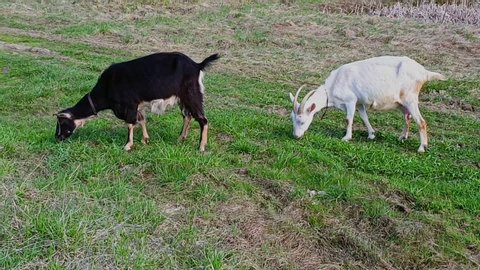 Two domestic goats eat green grass on the meadow, raise their heads and look around. Collars around their necks. Black and white goats