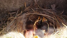 Little birds in the nest. HD Video