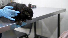veterinary concept. black cat examined by a veterinarian at a veterinary clinic - Powered by Shutterstock - Get 15% off with code: PIKWIZARD15