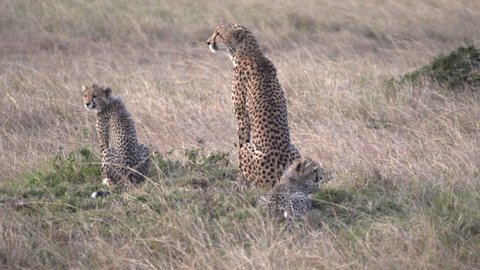 rear view of a female cheetah with three cubs at masai mara national reserve in kenya