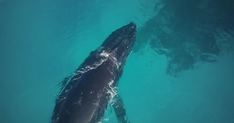 Humpback Whale Blowing Rainbow in Tonga Turquoise Sea, Aerial Top View