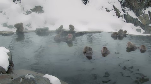 Snow monkey in Nagano, Japan. : vidéo de stock
