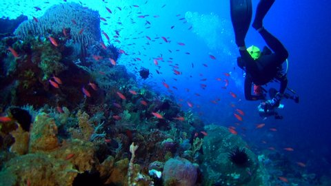 Diving footage of diver swimming over healthy reef with hard and soft coral, group of pink anthias are swimming by, Forgotten Islands, Indonesia. The camera is following the diver from behind.