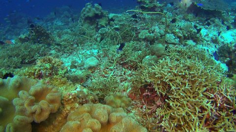 Diving footage of pristine coral reef with a field of various hard and soft coral, a group of different fusiliers and divers in the background, Forgotten Islands, Indonesia. The camera is going slowly