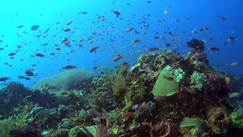 Diving footage of pristine coral reef with field of various hard and soft coral and cloud of anthias and damselfishes, Forgotten Islands, Indonesia. The camera is going over the reef while slightly p