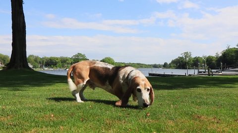 Playful old beagle dog jumping up and wagging tail in slow motion