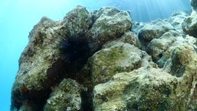 juvenile baby fish hiding in the needles of sea urchin underwater protection