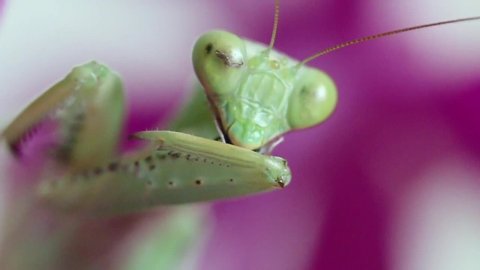 Very Cute Praying Mantis Purple Background Stock Footage Video (100%