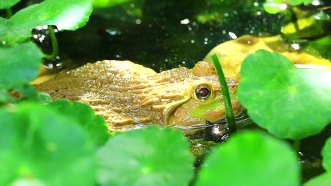 Amazon Leaf Frog Cruziohyla Craspedopus Stock Footage Video 100 Royalty Free Shutterstock