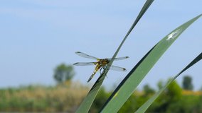 Dragonfly are sitting on a leaf near the river, The dragonfly catching on the tree branch and wood stump at outdoor, Beautiful dragonfly in the natural habitat.