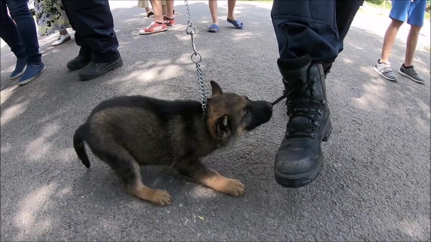 Police Baby Dog Very Nice Puppy Stock Footage Video 100 Royalty Free Shutterstock